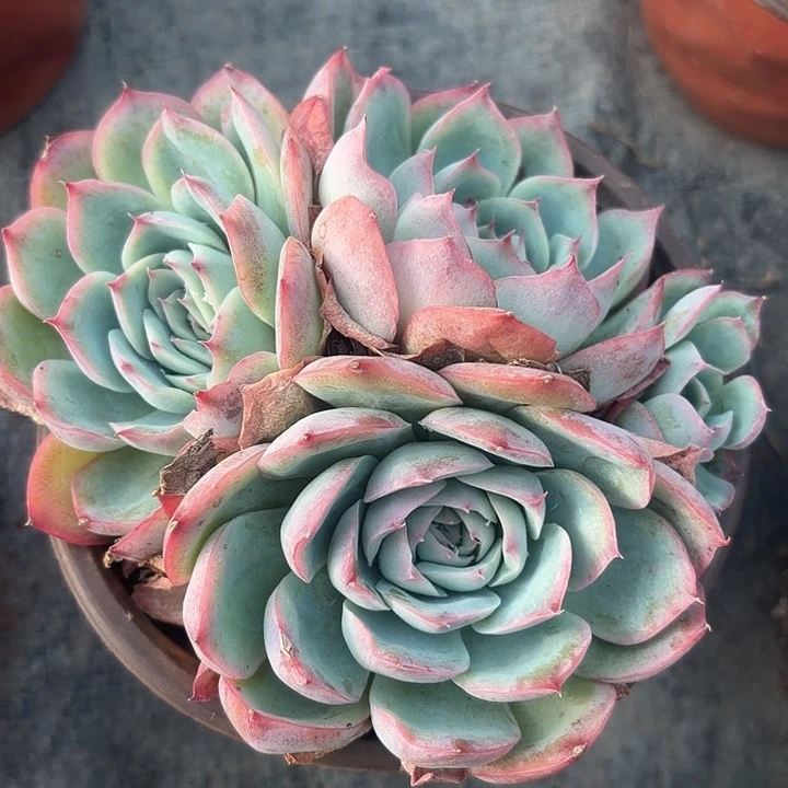 多头侧影多肉植物