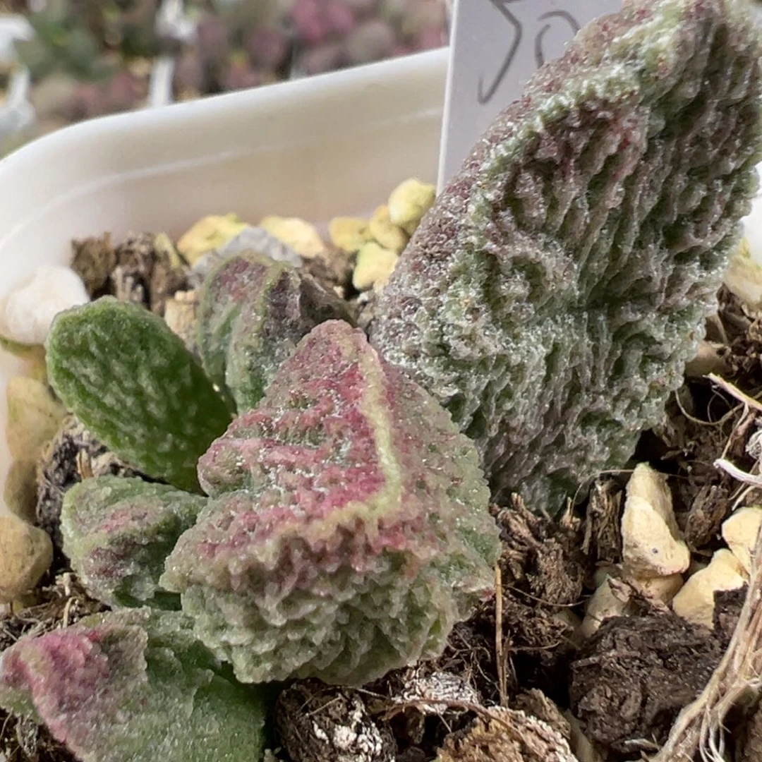 w绿色系冰晶纹款实生新品