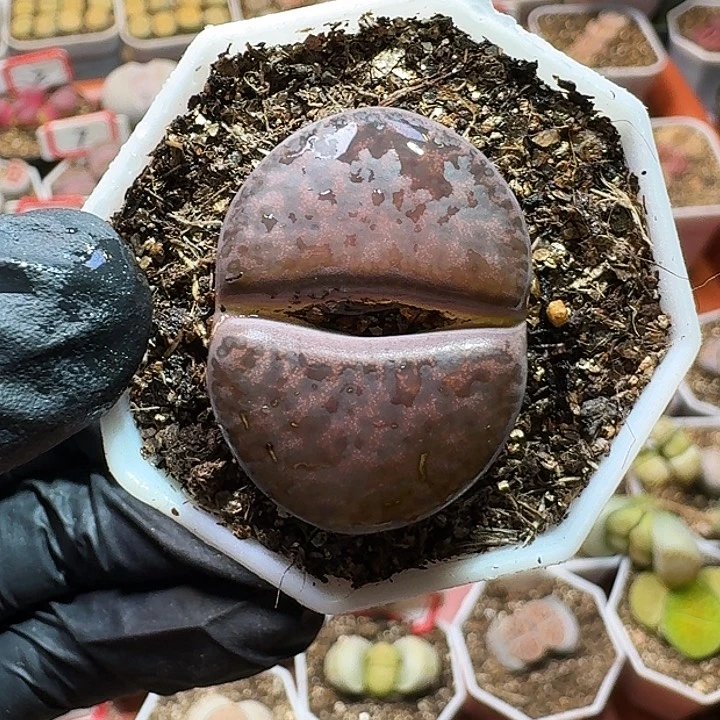 爱****蚁生石花1111111。    188