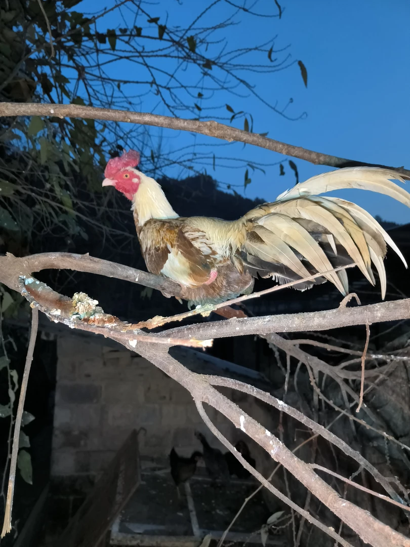 农家散养大冠斗鸡平冠斗鸡蛋混发