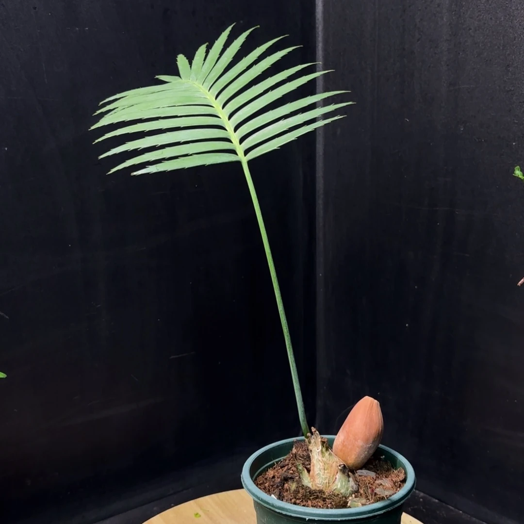 巨型双子铁带盆土