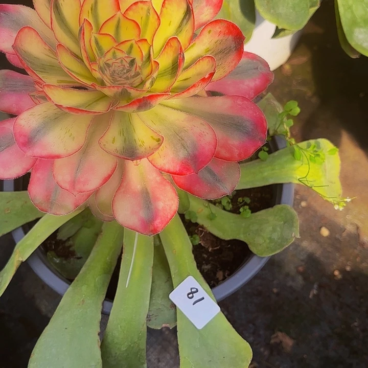 立*81多肉植物植物植物植物