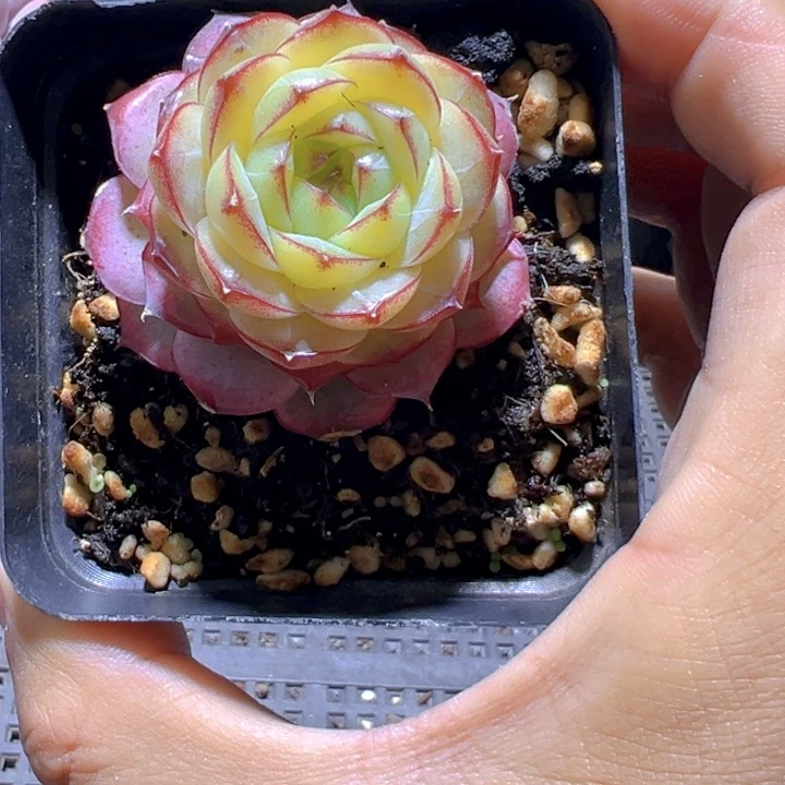 女王珍妮【一物一拍】两单包邮