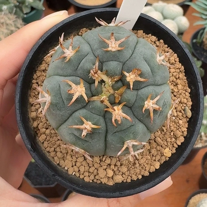 71号猫爪仙人球12345