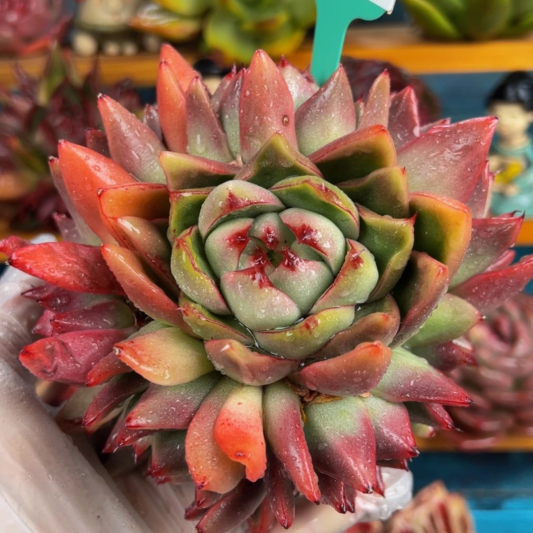 从前慢多肉精选编号0225.182