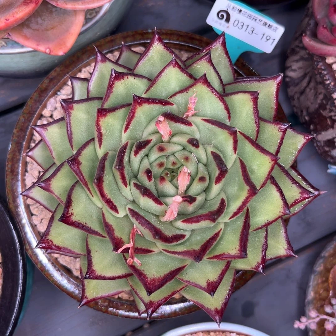 多肉一物一拍0313-191