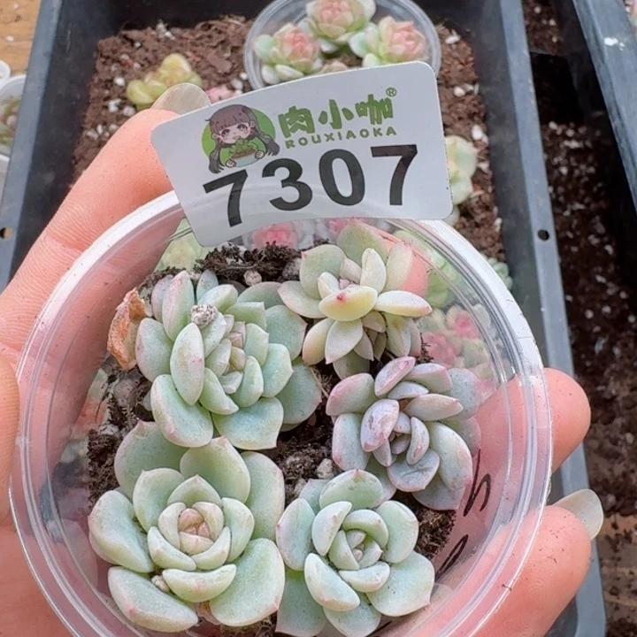 多肉植物多肉植物