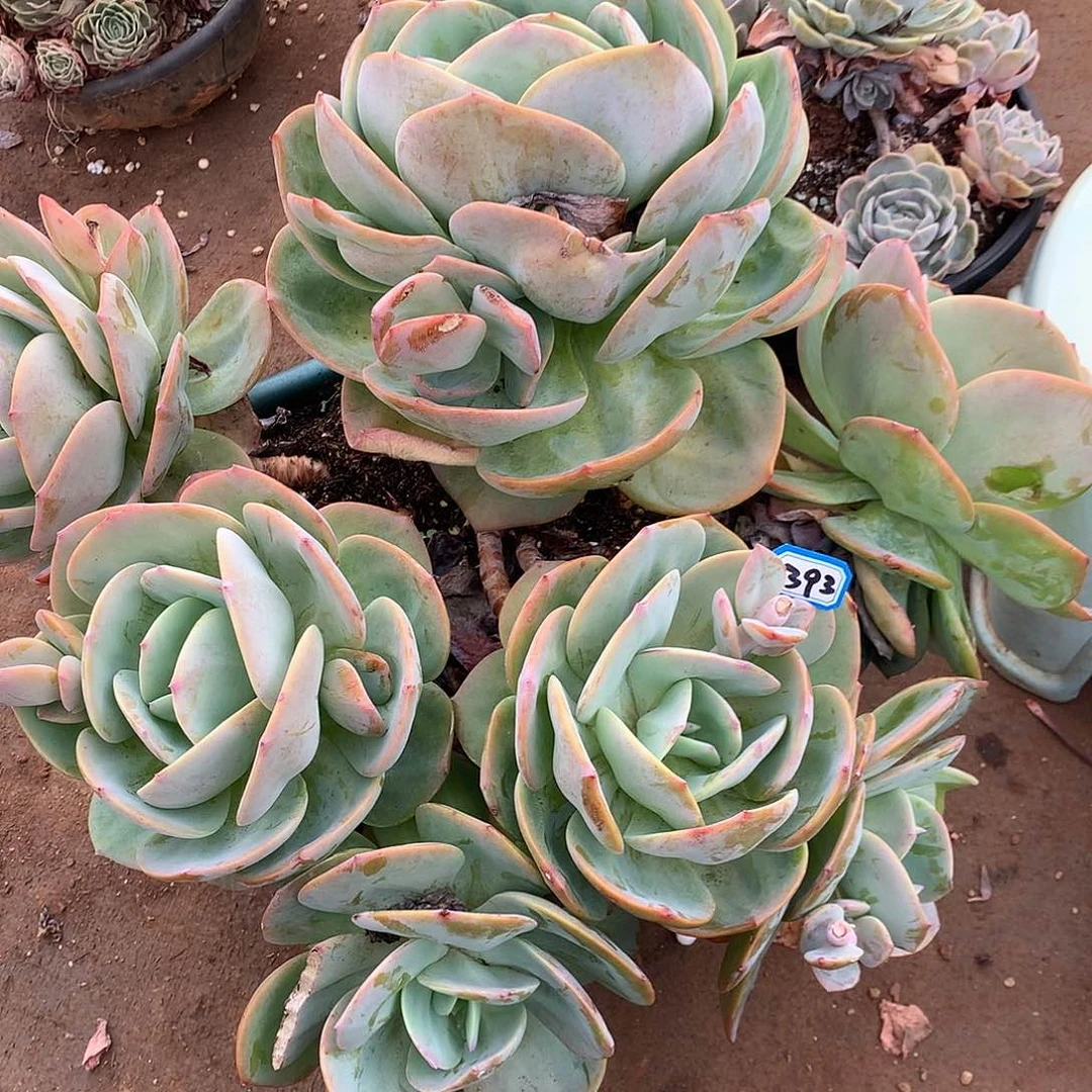 一物一拍多肉 393凤