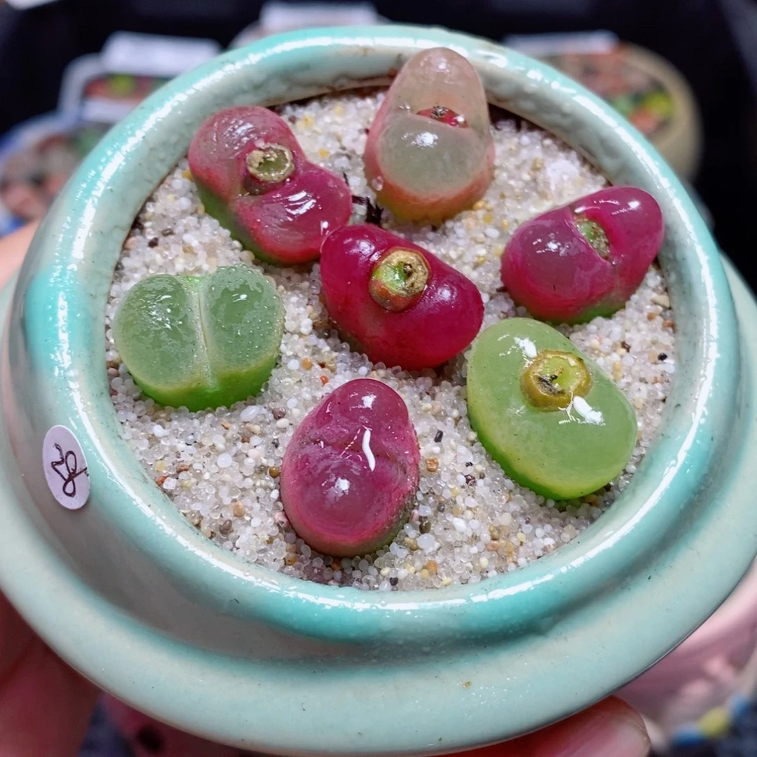 1生石花花花花开了