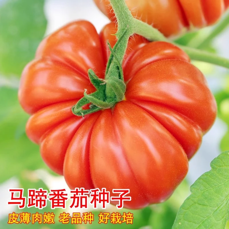 马蹄番茄种子沙瓤菊花番茄巨型牛排番茄西红柿种籽阳台盆栽蔬菜孑