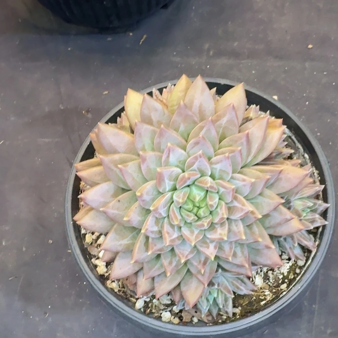 多肉植物的生长发育和