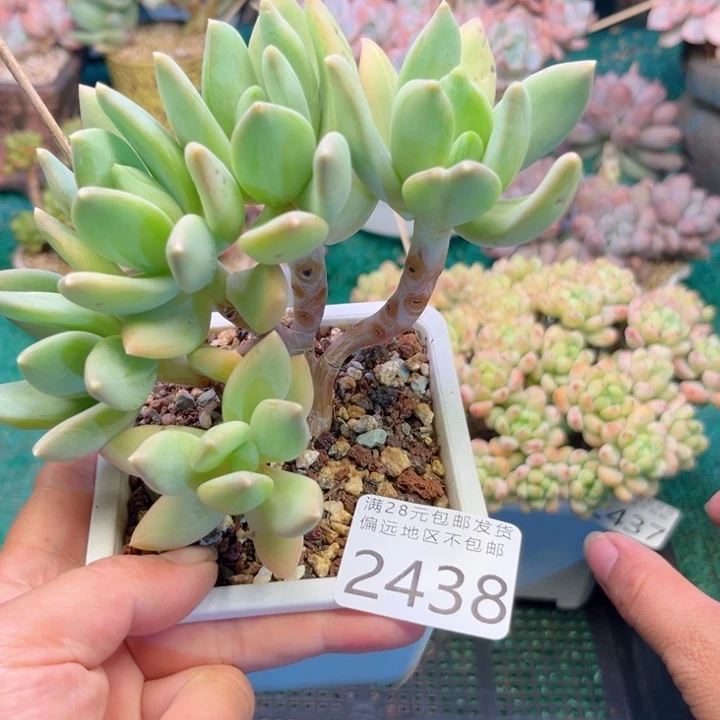 大2438，gxvxbbbnnn