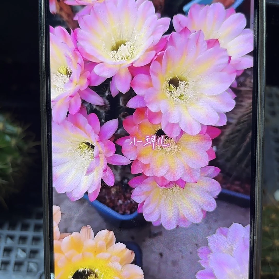 莲花灯无根侧牙20包邮瑕疵48