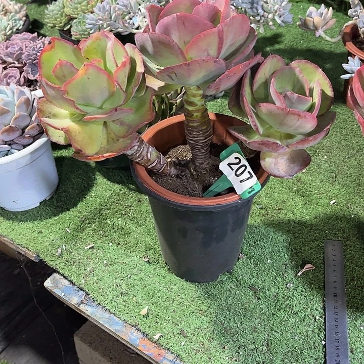 静***的初吻多肉植物保护207