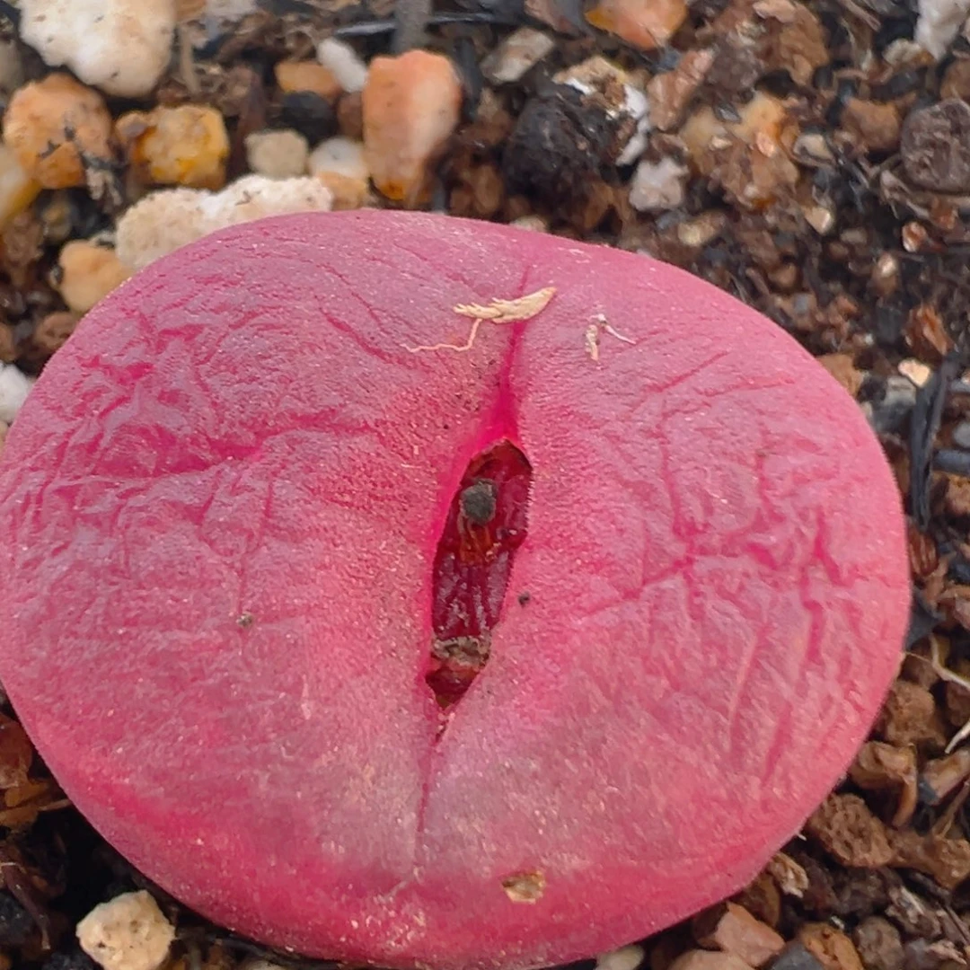 饭**.11多肉植物百科知识