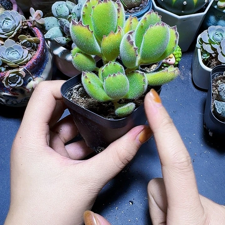 3头群生熊童子裸根一颗