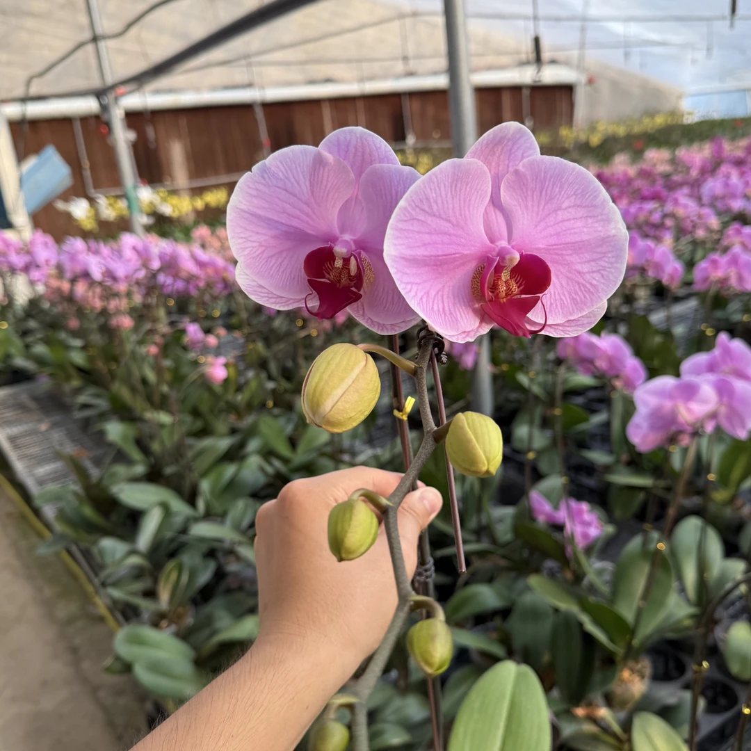 花常卿  FLORA 【粉冠军3.5寸】蝴蝶兰鲜花 室内盆栽