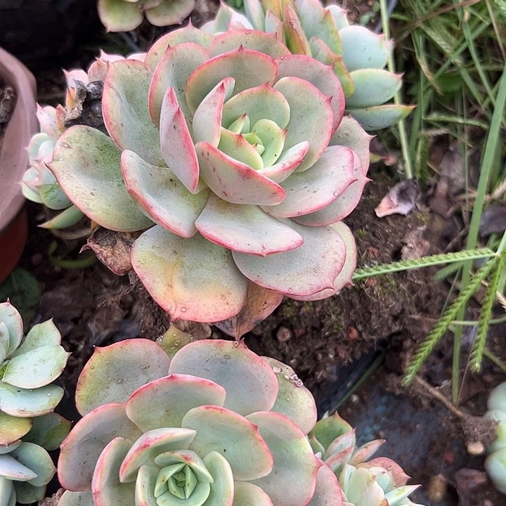 白雪公主2头起。