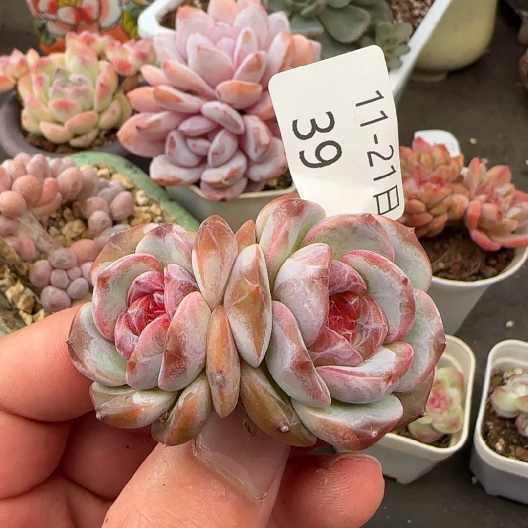 糖心双头老桩一颗