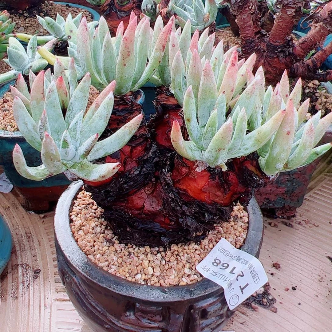 关***了2168海瑟仙女杯多肉