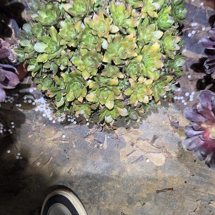 淡****～多肉法师植物链接51