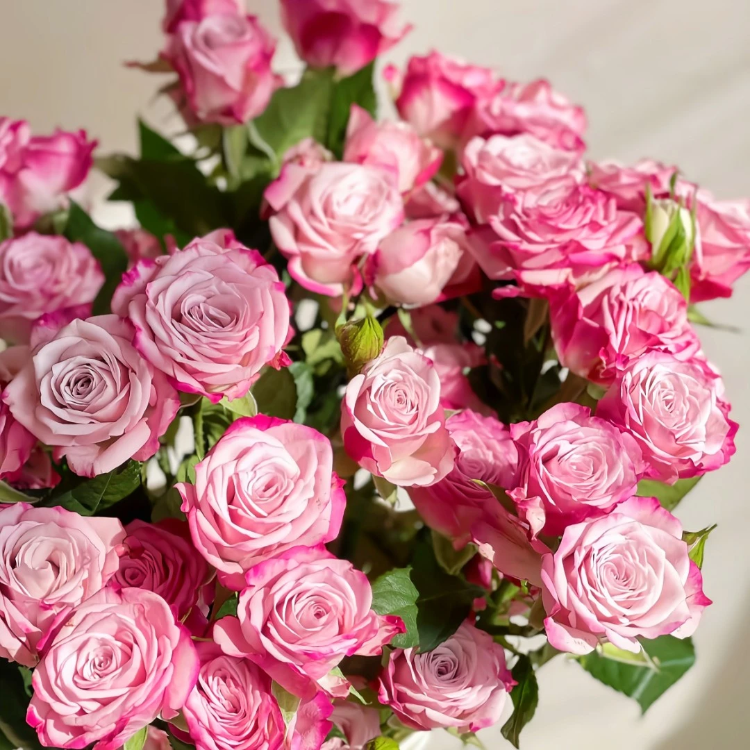 鲜花【花花公子玫瑰】10支/扎 全场任意两单顺丰冷链包邮