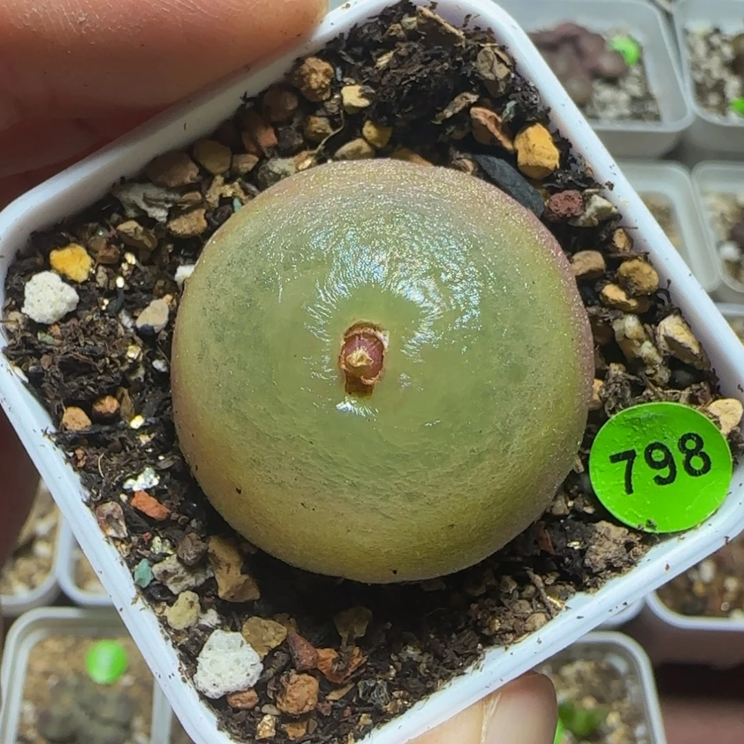 灯泡3.2+多肉植物798