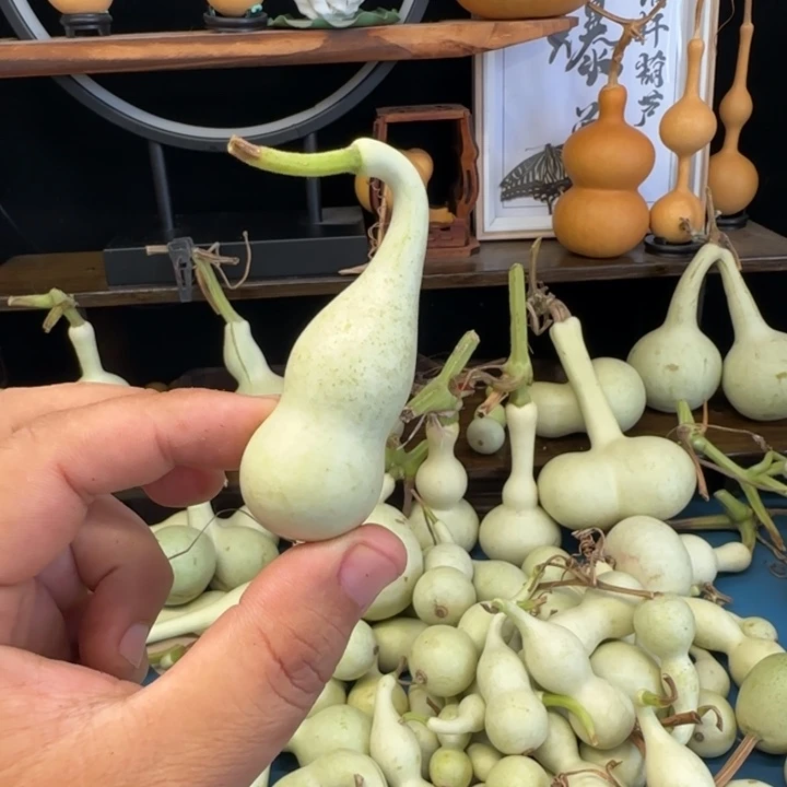呀***比青皮葫芦不包成不售后