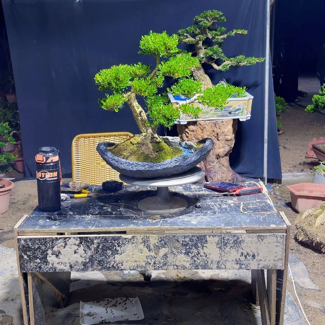 当前无花栽培后可以开花