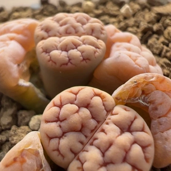 189大小窗特价一颗大肌肉红睫毛305。