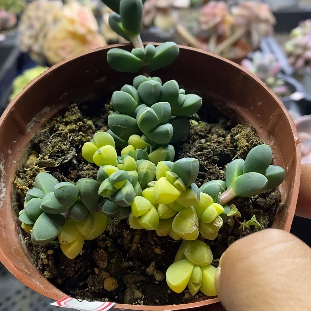 0813鹿角海棠锦多肉