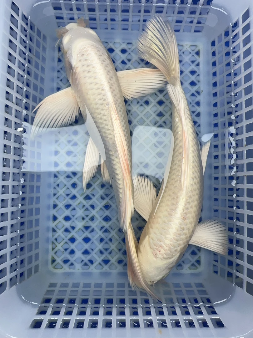 13【大白金2条】20-25公分 白金锦鲤 冷水鱼活体鱼观赏鱼 包邮