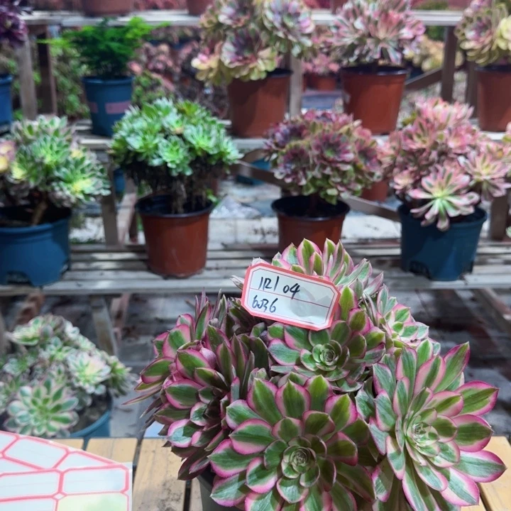 大***Z多肉法师倾城112104不包损