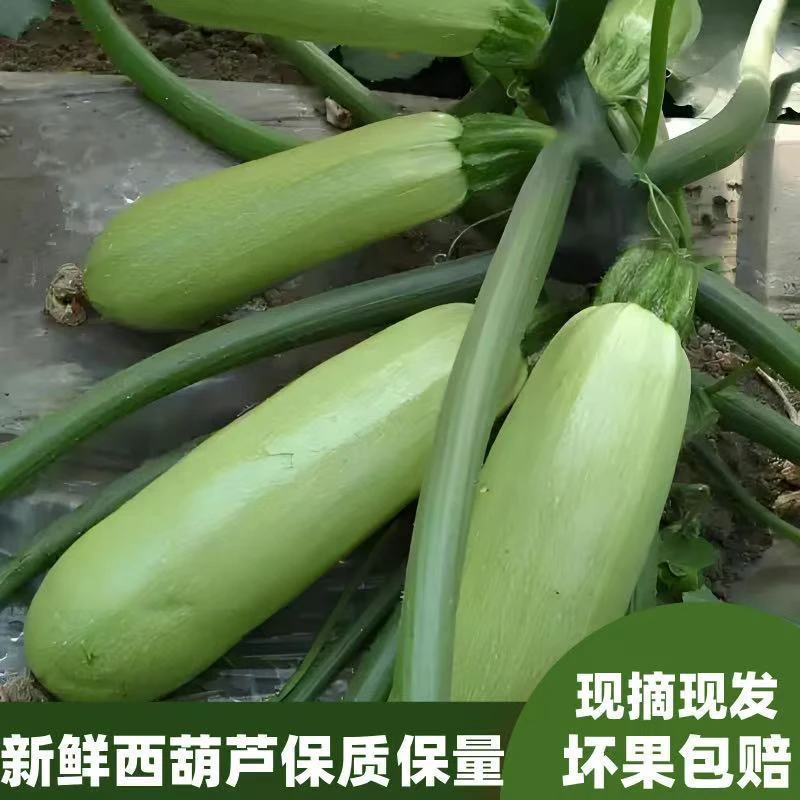 新鲜西葫芦农家自种露天种植现摘现发新鲜蔬菜包邮