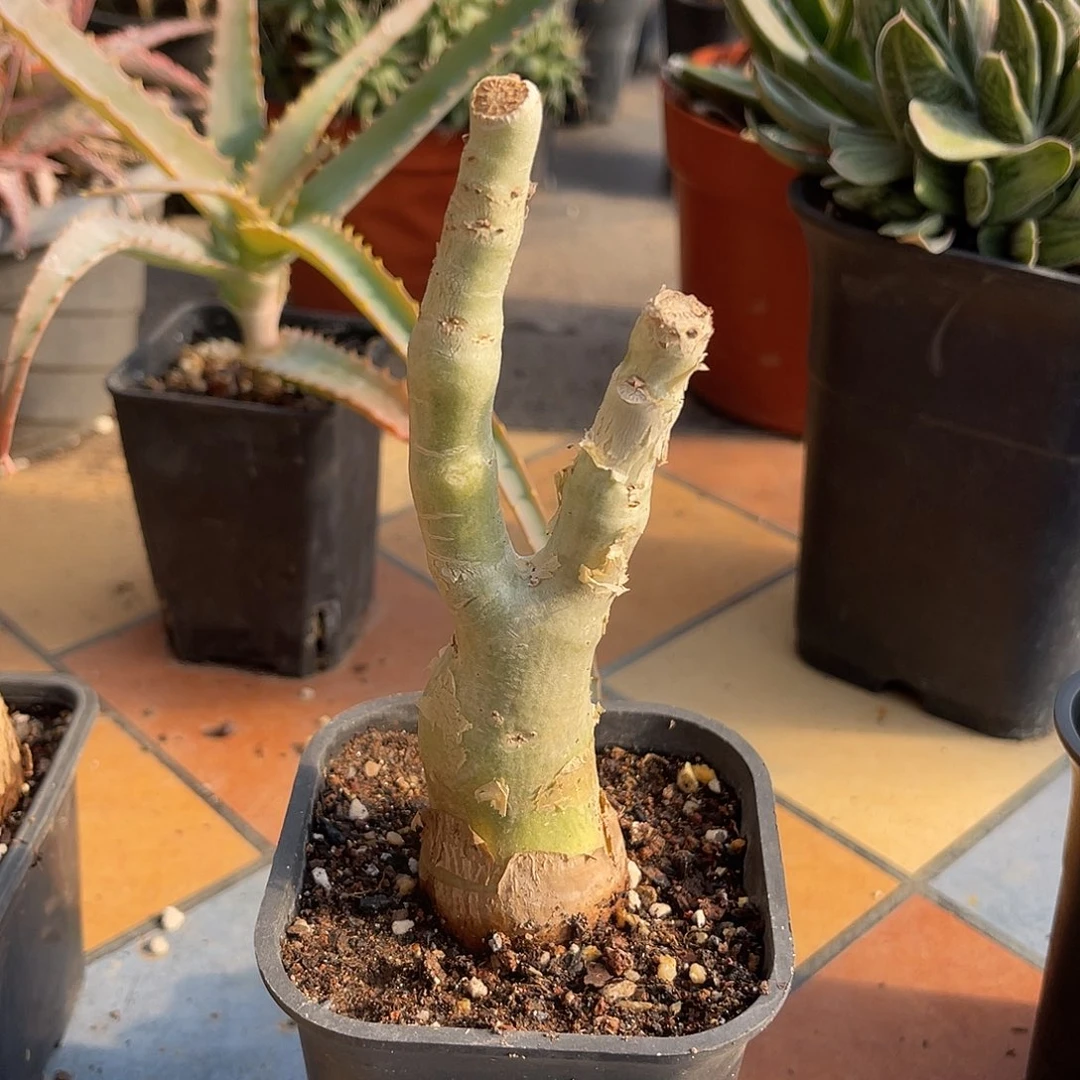 实生祖提葡萄翁块根