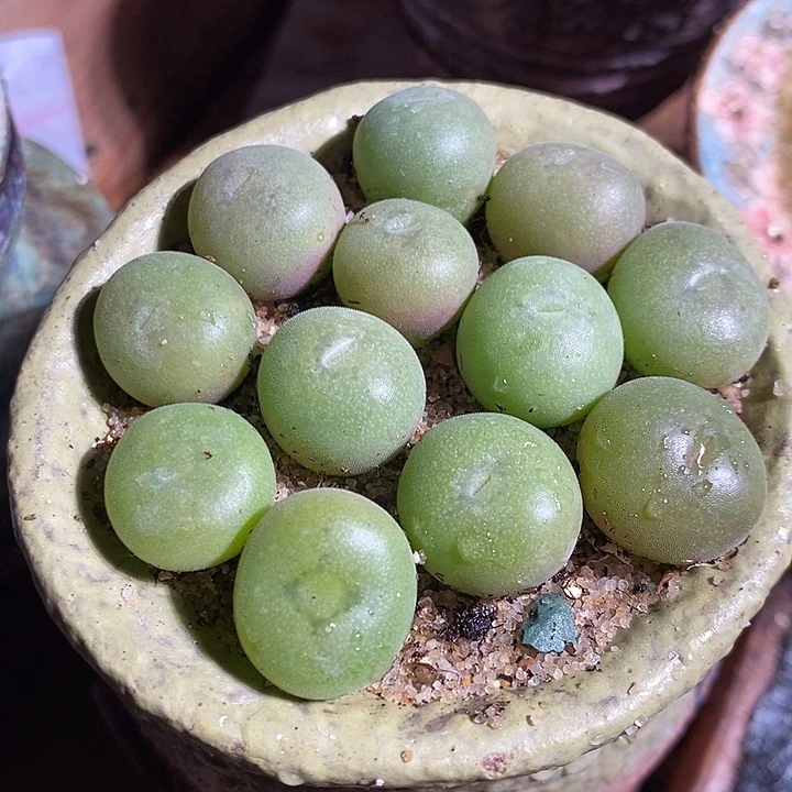 单头孔卡佛一颗。