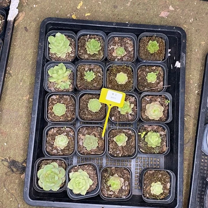 福利多多829077一筐