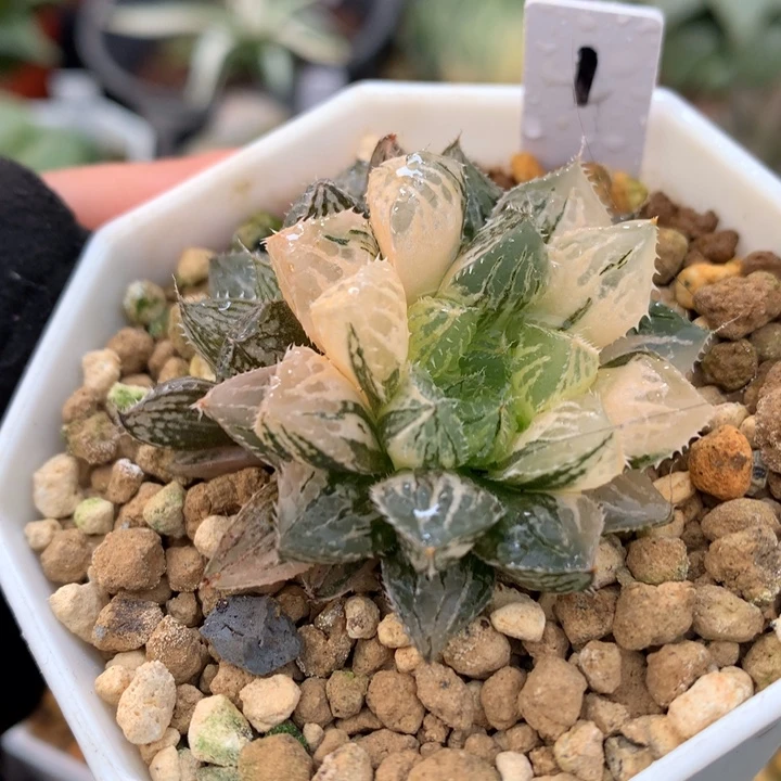 小叶楼兰玉露锦，带盆发货