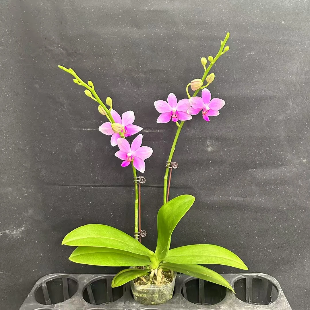 【紫水仙】2.8杯寸 蝴蝶兰盆栽室内植物花卉好养活