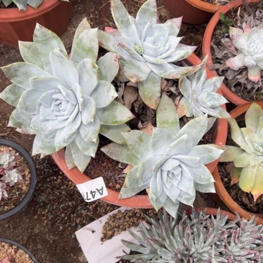 不**?谢谢姐姐～一物一拍12998