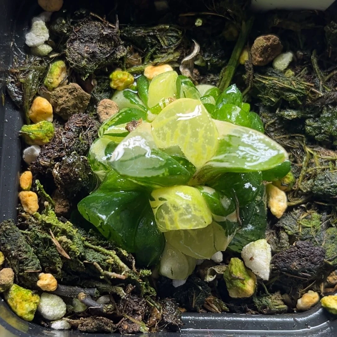 69群生龙禧克锦福利专场