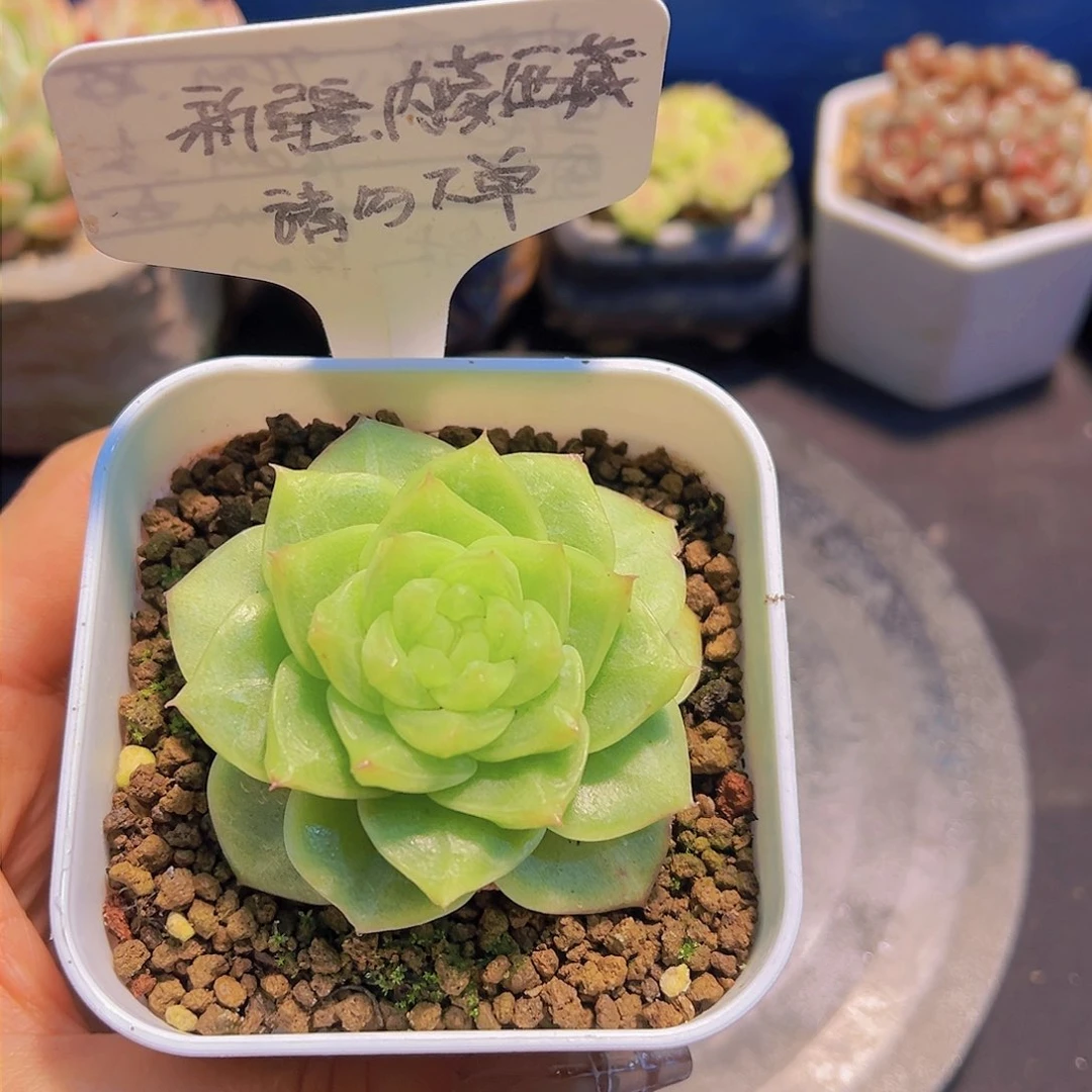 楼兰，冰橙，带盆发货，