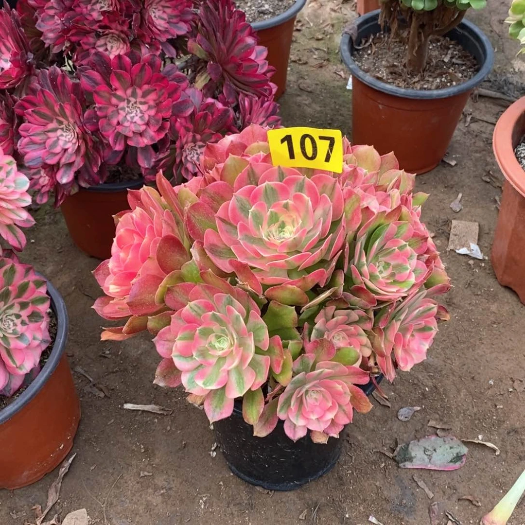 香妃多肉法师107