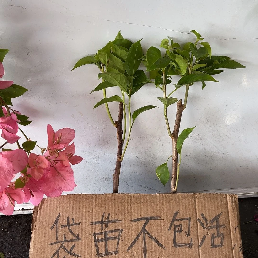 登***登无花朵袋苗盲盒两颗