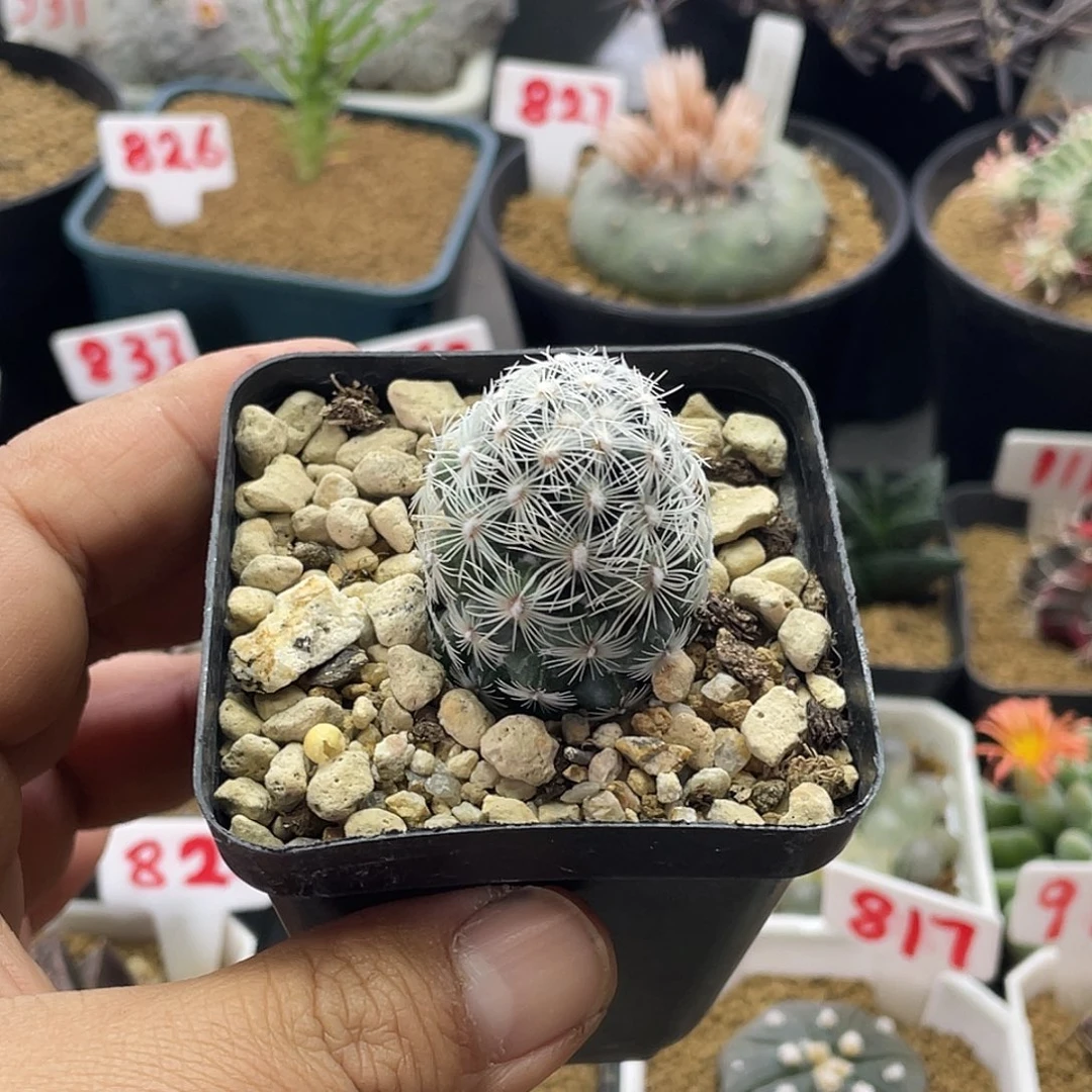 都锦 带盆土发货包邮