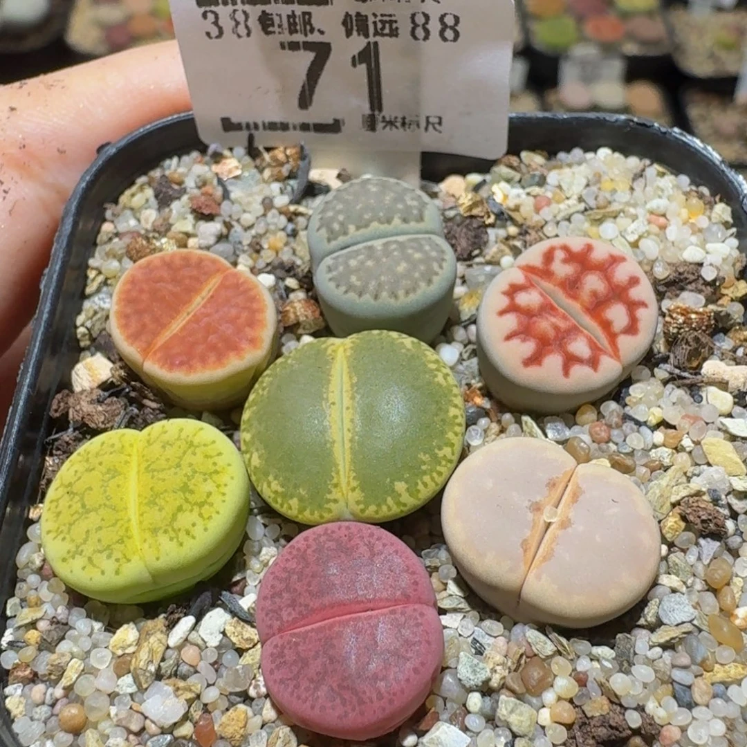 Sssss精品生石花71