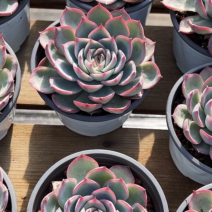 大单头         法兰西玫瑰