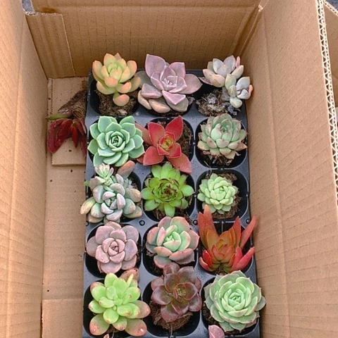 【闪购商品】501号18颗不重复