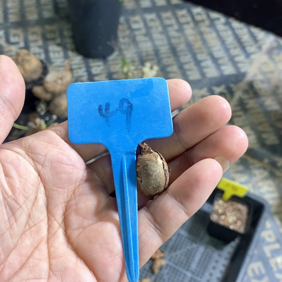 肾叶洋葵多肉植物