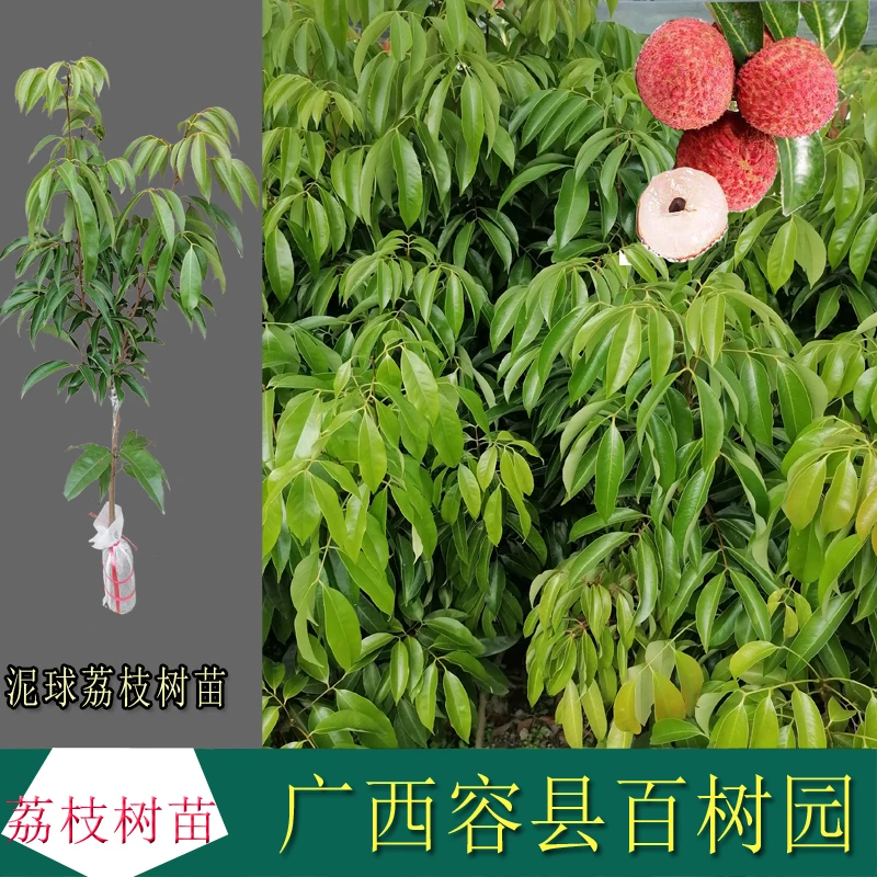 荔枝苗妃子笑荔枝树苗桂味荔枝树苗嫁接苗庭院果树苗仙进奉荔枝苗